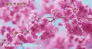 2024最美的季節九族櫻花祭