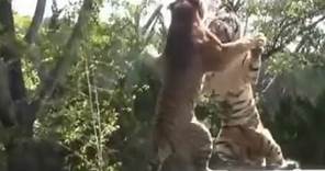 Bengal Tiger vs Siberian Tiger Fight | Ultimate Showdown Battle
