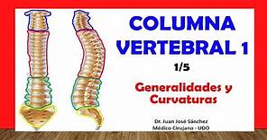 🥇 COLUMNA VERTEBRAL 1/5 - Generalidades, Curvaturas. Fácil y Sencillo