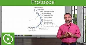 Protozoa: Definition & Types of Microbes – Microbiology | Lecturio