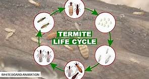 THE LIFE CYCLE OF THE TERMITE