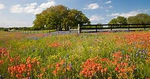 5 Best Texas Road Trips to See Stunning Wildflowers