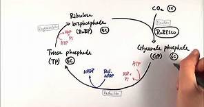 A2 Biology - Calvin cycle: The light-independent stage (OCR A Chapter 17.3)