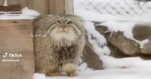 #PALLASCAT adorable fact about the Pallas cat, also known as the manul, is its unique facial expression. Pallas cats have a flat, round face with high-set eyes, giving them a perpetual