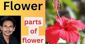 flower explain||parts of flower explain||parts of flower||structure of flower||botany||flower