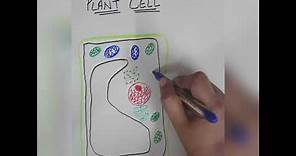 How to draw a well labelled diagram plant cell - Step by Step in an easy way
