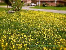 Image result for pictures of a yard of a yellow weed that grows only in the spring