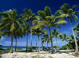 Image result for palm tree