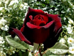Image result for rosa flor
