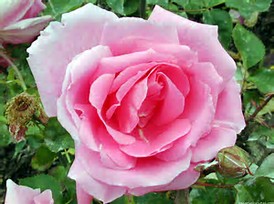 Image result for rosa flor