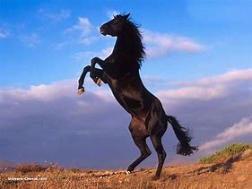 Résultat d’images pour photo cheval etalon noir