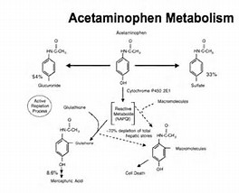 Image result for acetaminophen metabolism