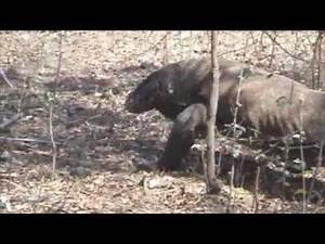 Komodo dragons of Indonesia