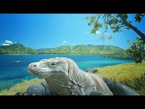 Komodo Island - Adventure in the land of dragon HD