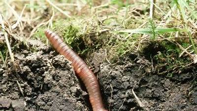 Ilustrasi cacing tanah dan tanaman dalam simbiosis