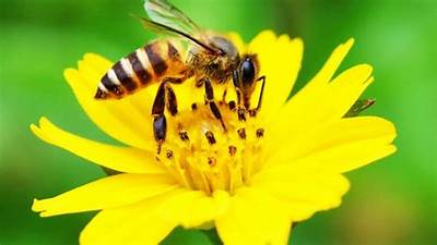 Ilustrasi lebah dan bunga dalam simbiosis