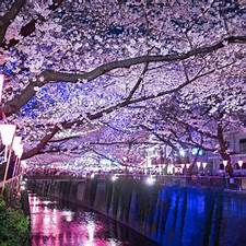 Sakura Matsuri (Festival Bunga Sakura)