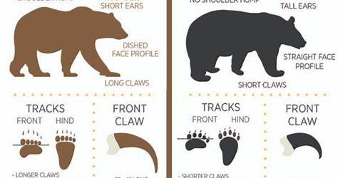 Bear Komplex Size Chart