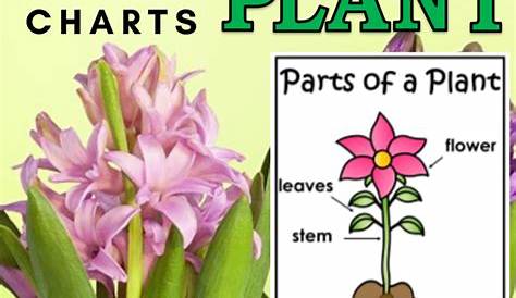 Parts of a Plant Anchor Charts - 12 Anchor Charts with clipart and