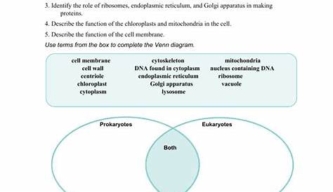 mitochondria worksheet answers