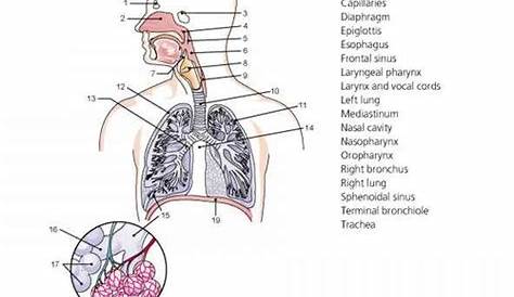 Respiratory System Quizlet Anatomy - Anatomy Book