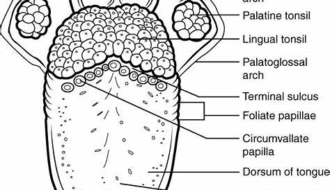 This diagram shows the structure of the tongue and different parts of
