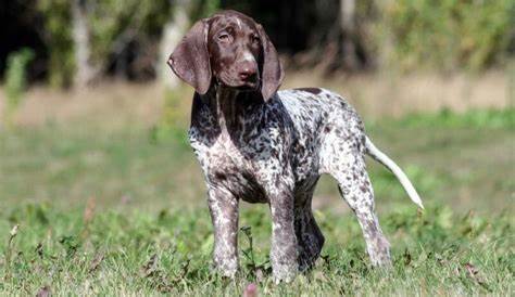 german shorthaired pointer size chart