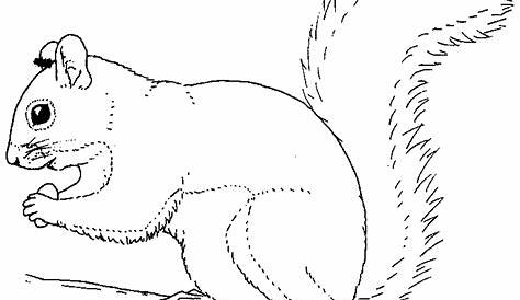 squirrel coloring pages printable