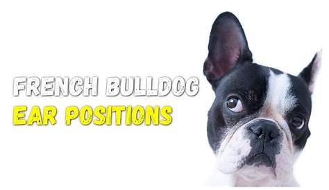 french bulldog ear positions chart
