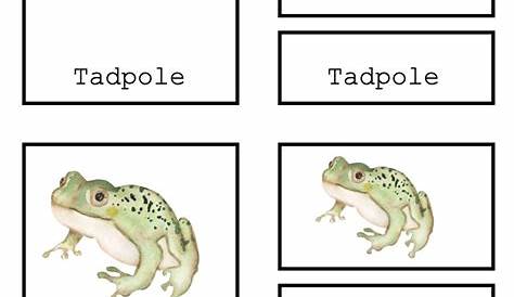 life cycle of a frog printable
