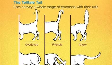 The 25+ best Cat tail meaning ideas on Pinterest | Dog tail meaning