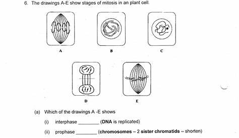mitosis and meiosis worksheet