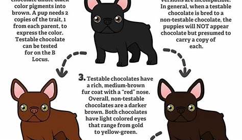 frenchie french bulldog dna color chart
