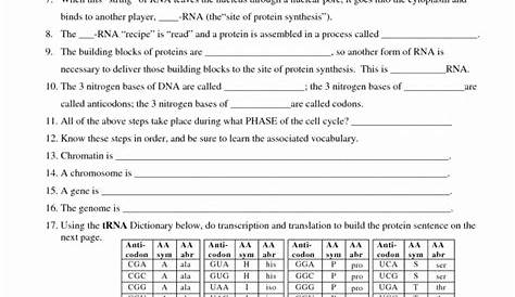 50 Protein Synthesis Practice Worksheet