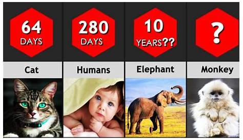 Animal Comparison: Longest Gestation Periods (Pregnancy Time) - YouTube