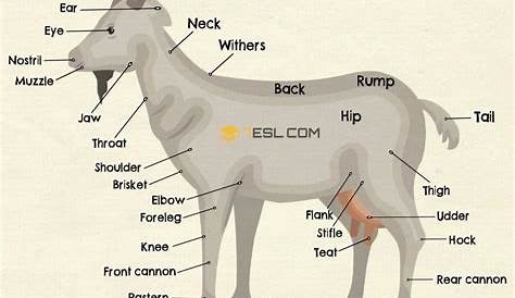Goat Anatomy: Parts of a Goat in English with Pictures • 7ESL