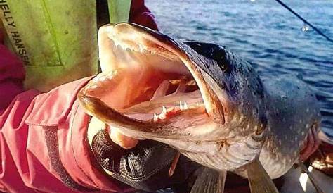 Northern Pike Teeth (Weaponry of a Freshwater Predator) | Strike and Catch