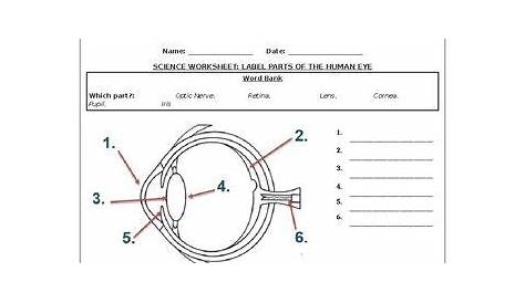 Science worksheets: Label parts of a human eye | Science worksheets