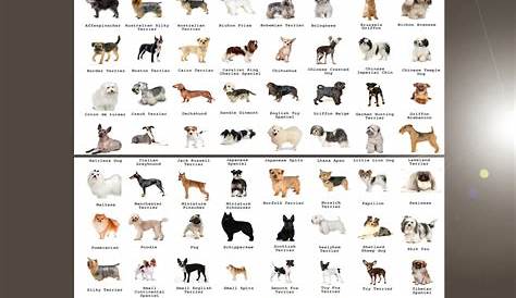 Approved Dog Breeds Chart 18"x28" (45cm/70cm) Bundle of 2 Poster