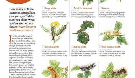 FREE caterpillar guide | Discover Wildlife | Wildlife, Caterpillar