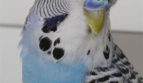 Budgie Cere Chart: A Beginners Guide To Understanding Cere
