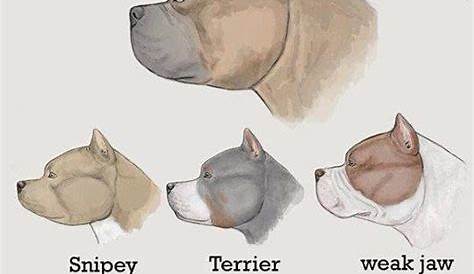 exotic bully size chart