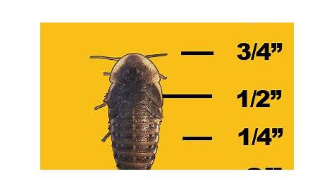 5/8"-3/4" Dubia Roaches - The Bug Shed