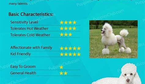 Poodles | Toy dog breeds, Dog breeds, Poodle dog