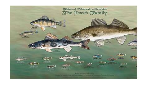 wisconsin fish identification chart