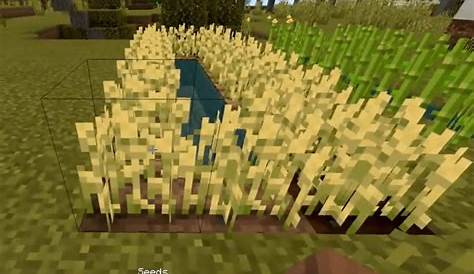 How To Get Wheat In Minecraft (Minecraft Wheat Farm)