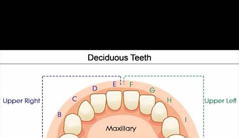 Dental | Tooth chart, Dental, Dental assistant
