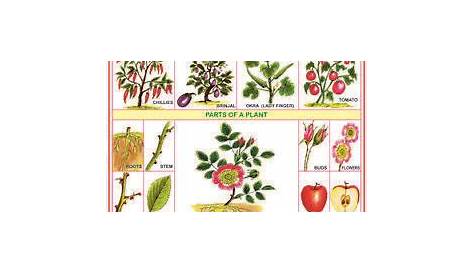 Various Kind of the Plants Chart For School Project Educational chart