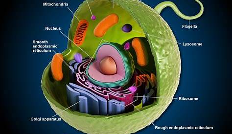 Animal Cells | Basic Biology