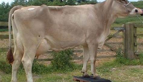 brown swiss cow - Google Search | Cattle Breeds | Pinterest | Brown